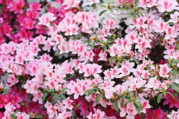 Nahaufnahme schöner Rhododendron degronianum Blüten — Stockfoto