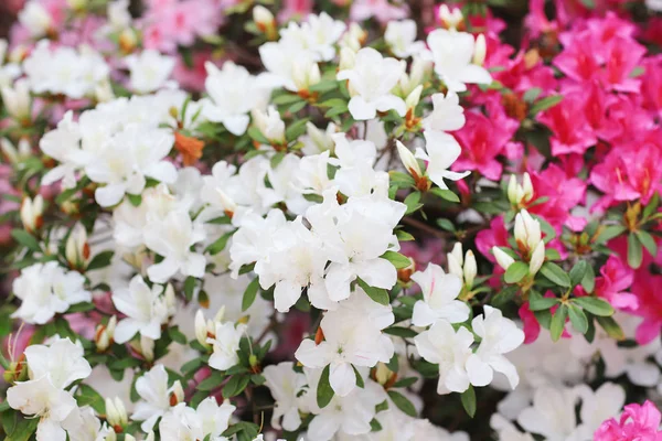 Close up de belas flores Rhododendron degronianum — Fotografia de Stock