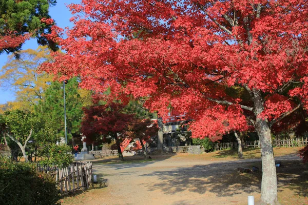 京都大覚寺庭園 — ストック写真