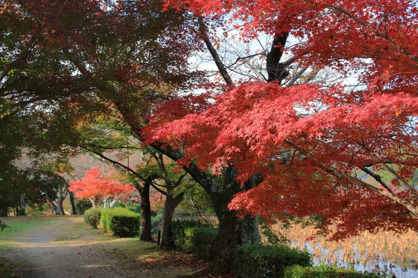 Kert a Daikaku-ji, kyoto — Stock Fotó