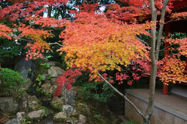 京都大覚寺庭園 — ストック写真