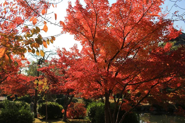 Garden kyoto To-ji Rozcišgacz — Zdjęcie stockowe