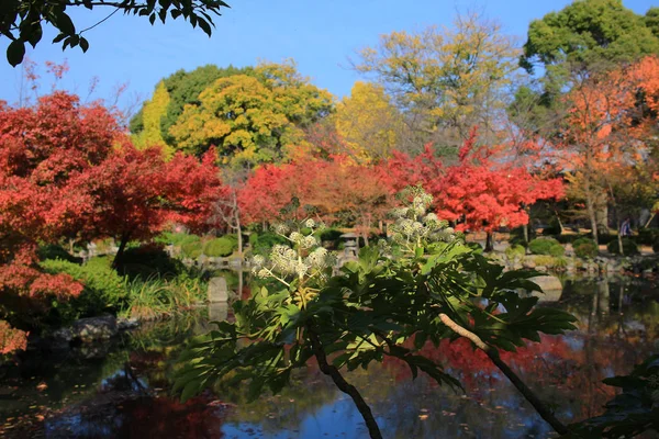 Garden kyoto To-ji Rozcišgacz — Zdjęcie stockowe