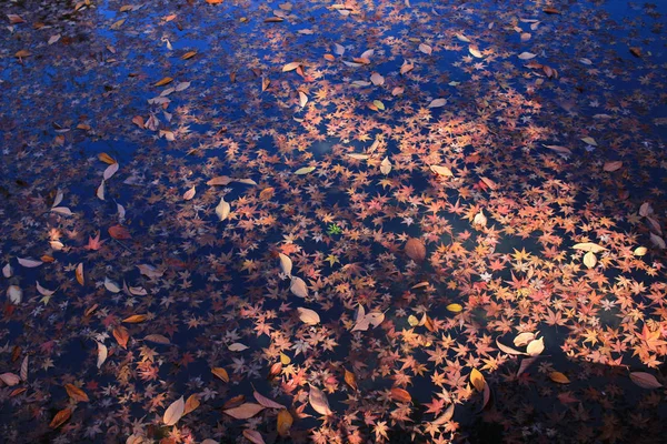 Red maple leaves on the river — Stock Photo, Image