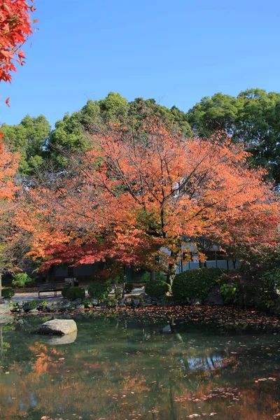 Jardin du Temple Kyoto To-ji — Photo