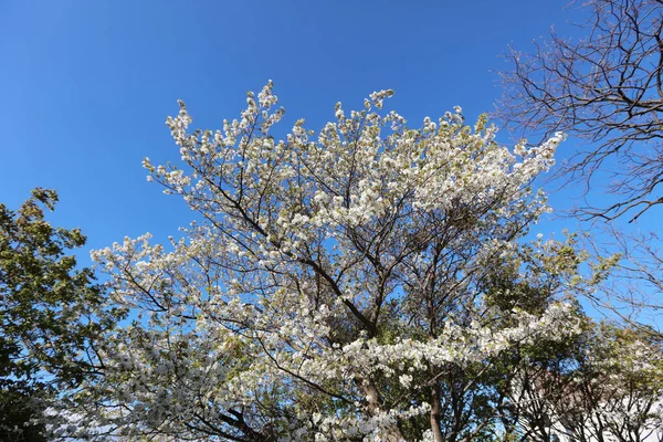 Fossés de cerisier et en pleine floraison — Photo