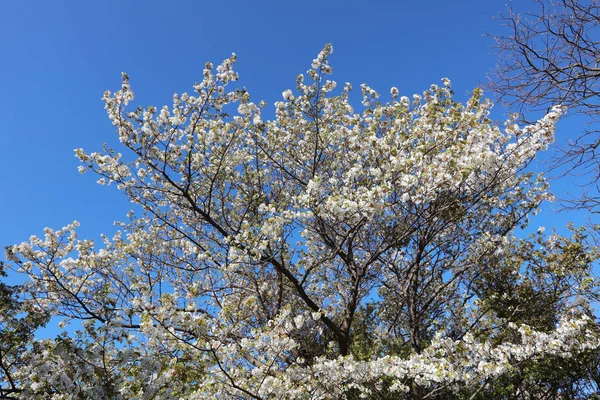 Cherry příkopem a v plném květu — Stock fotografie
