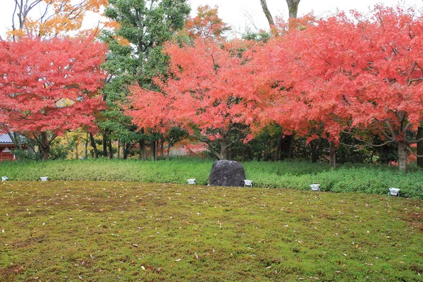 Full red leaves in japan garden at Kyoto, japan — Stock Photo, Image