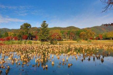 Sonbahar sezonu kyoto, daikakuji