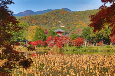 Sonbahar sezonu kyoto, daikakuji