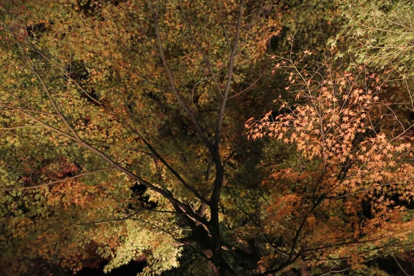 Μια Σεζόν Πτώση Της Νύχτας Kodaiji — Φωτογραφία Αρχείου