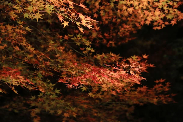 Een Val Seizoen Van Kodaiji Nacht — Stockfoto