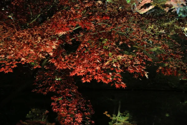 Una Temporada Otoño Noche Kodaiji —  Fotos de Stock