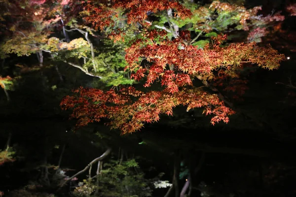 Осенний Сезон Ночи Кодайдзи — стоковое фото