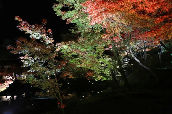 Uma Estação Outono Noite Kodaiji — Fotografia de Stock