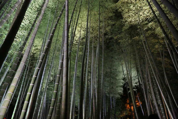 Uma Estação Outono Kodaiji Noite Bambu Kyoto — Fotografia de Stock