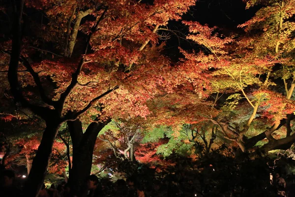 Kodaiji Gece Sonbahar Mevsimi — Stok fotoğraf
