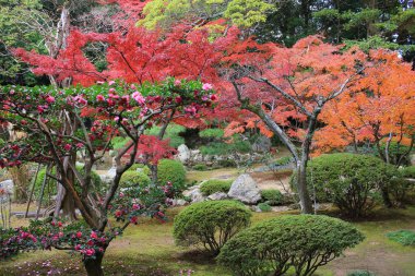 Daikaku-ji, kyoto Japonya sonbahar sezon