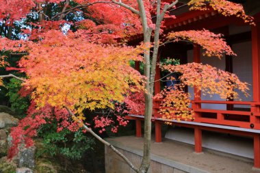  Daikaku-ji, kyoto iç