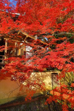 Kırmızı Japon akçaağaç sonbahar sonbahar