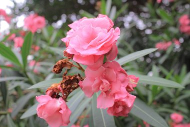 Doğa arka plan ile pembe çiçek