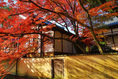 Kırmızı Japon akçaağaç sonbahar sonbahar