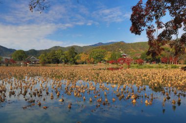 Sonbahar sezonu kyoto, daikakuji