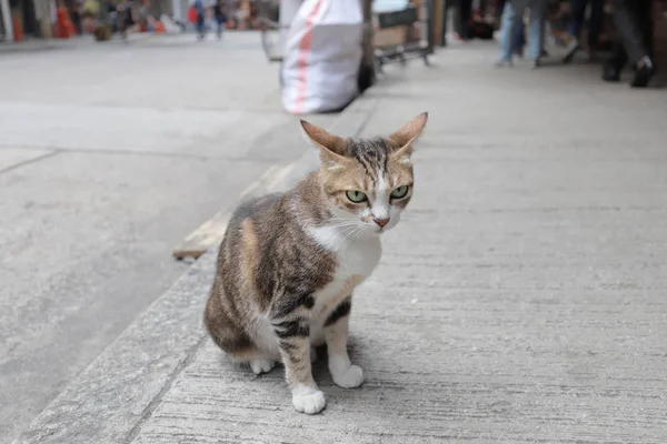 Eine Obdachlose Katze Hong Kong Steet — Stockfoto