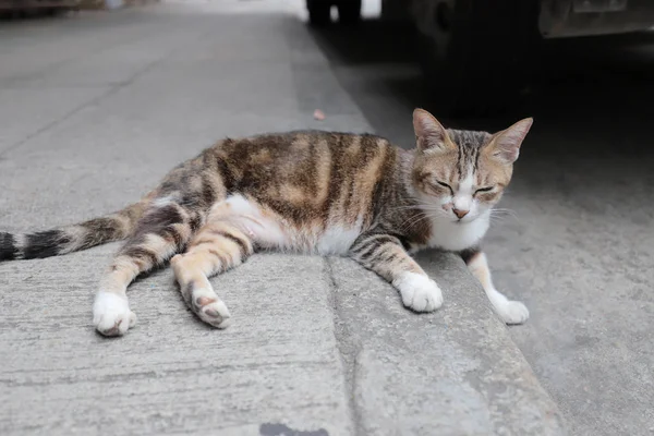 Egy Hajléktalan Macska Steet Hong Kong — Stock Fotó