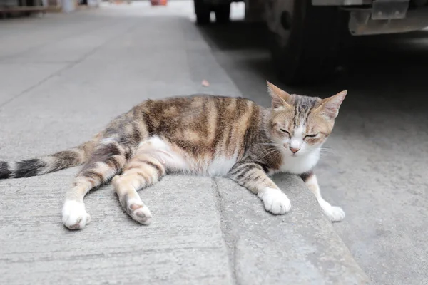 Bezdomovci Kočka Hongkongu Steet — Stock fotografie
