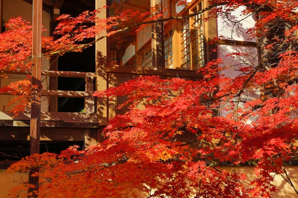 日本红枫秋高气爽的秋季 — 图库照片
