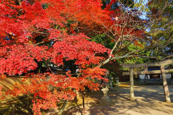 Rojo Arce Japonés Otoño Otoño — Foto de Stock