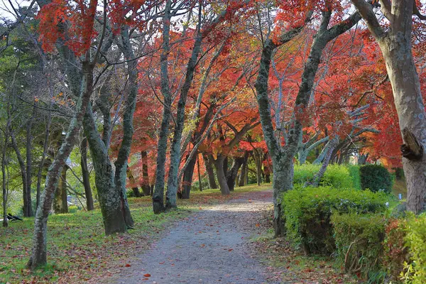 Daikaku Kyoto Japan Höstsäsongen — Stockfoto