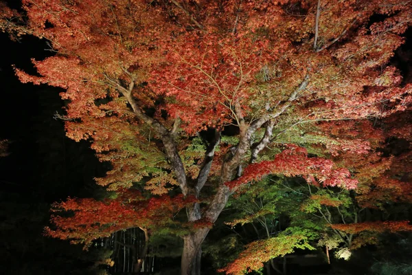 Een Val Seizoen Van Kodaiji Nacht — Stockfoto