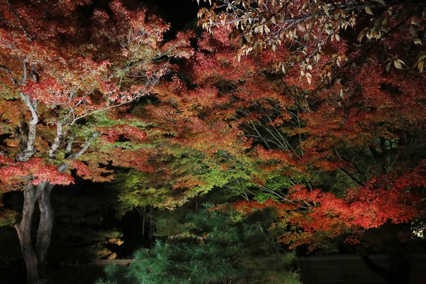 Uma Estação Outono Noite Kodaiji — Fotografia de Stock