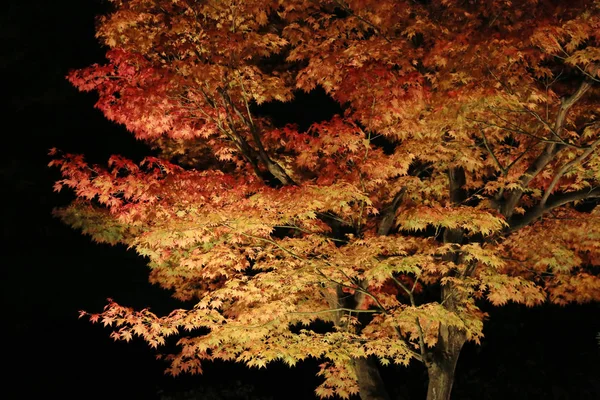 Upadek Season Kodaiji Noc — Zdjęcie stockowe