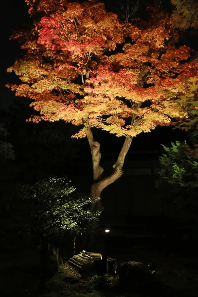 Uma Estação Outono Noite Kodaiji — Fotografia de Stock