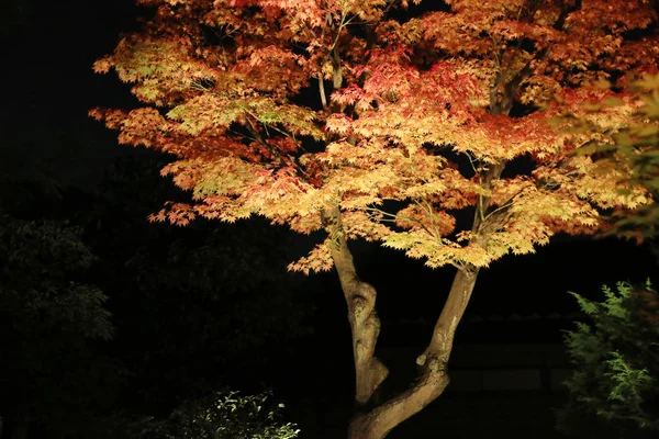 Una Stagione Autunnale Notte Kodaiji — Foto Stock