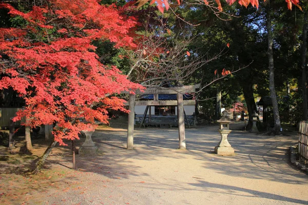 Daikaku Kjóto Japonsko Podzim — Stock fotografie