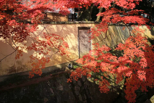 Daikaku Japonia Kioto Jesieni — Zdjęcie stockowe