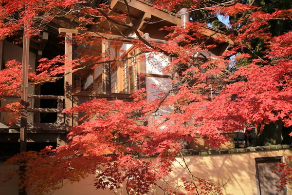 Daikaku 日本京都秋天的季节 — 图库照片