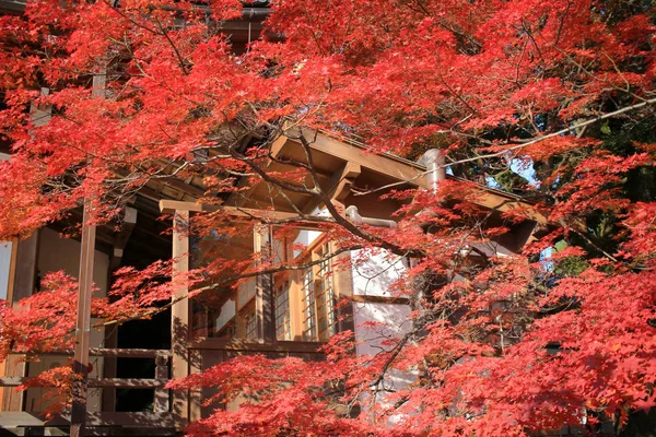 Daikaku Kyoto Japan Herbstsaison — Stockfoto