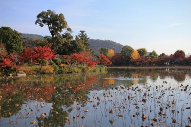 Sonbahar sezonu kyoto, daikakuji