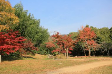 Daikaku-ji, kyoto Japonya sonbahar sezon