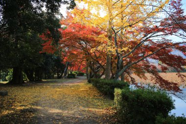 Daikaku-ji, kyoto Japonya sonbahar sezon