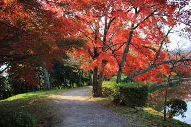 Daikaku-ji, kyoto Japonya sonbahar sezon