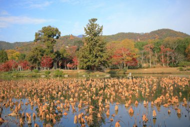 Sonbahar sezonu kyoto, daikakuji