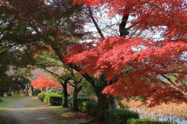 Daikaku-ji, kyoto Japonya sonbahar sezon