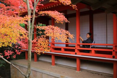 Daikaku-ji, kyoto Japonya sonbahar sezon