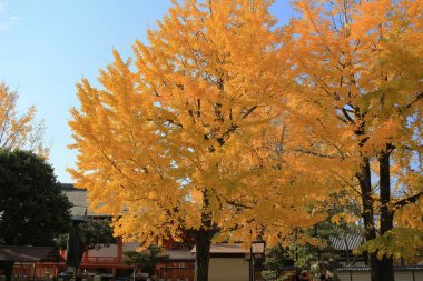 Sarı yapraklar, gündüz gökyüzü ile bir ağaç